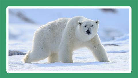 A polar bear walking across a snowy landscape