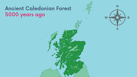 Map of Scotland with dark green patches showing Caledonian Forest as it stood 5000 years ago (covering most of the land)