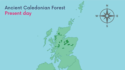 Map of Scotland with dark green patches showing Caledonian Forest as it stands today (covering very little of the land)