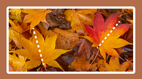 Orange leaves have fallen to the floor