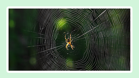 A spider sits in a round web