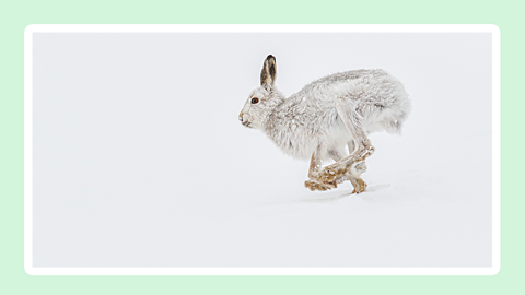 A white hare