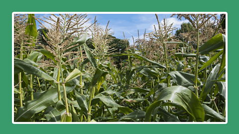 Grown farming crops. 