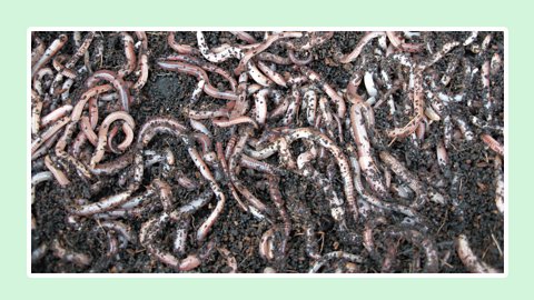 Earthworms wriggling in soil. 