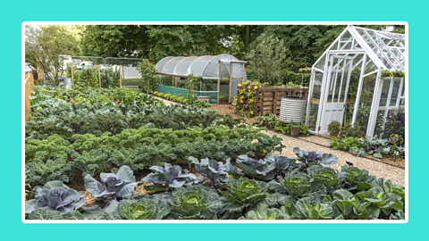 A vegetable patch, growing a range of root vegetables, surrounded by small greenhouses. 