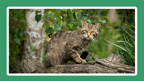 A Scottish wild cat sits on a branch 