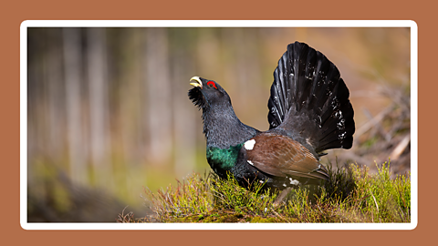 A short and round black, brown and green bird called a Capercaillie sits in the grass 