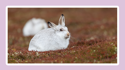 A white mountain hair sits amongst the heather in Scotland