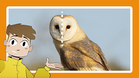 A barn owl looks to the camera