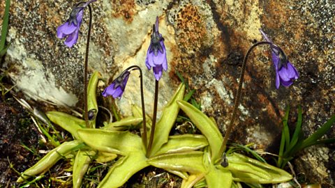 Three common butterwort plants with purple flowers
