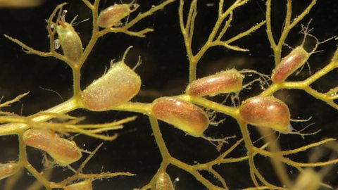 Underwater view of bladderwort