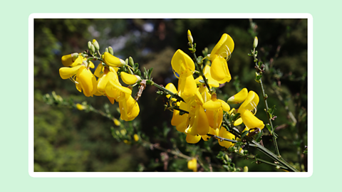 A broom flower. 