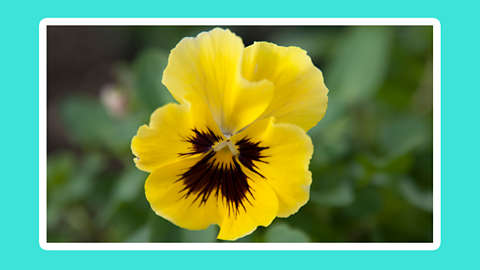 A yellow pansy. 