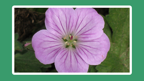 A pink geranium. 