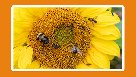 A sunflower with bees gathering pollen. 