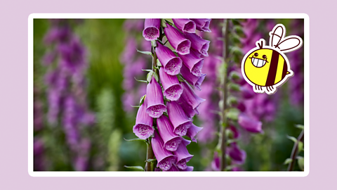 A foxglove flower. 