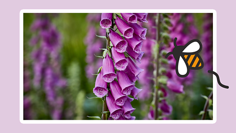 A foxglove flower. 