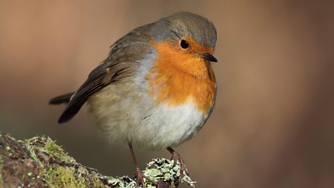 Close up of a robin in a forest