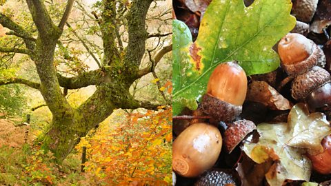 Autumnal oak tree (left) and close up of acorns on a forest floor (right) 