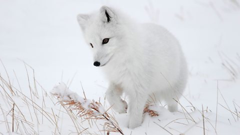 An Arctic fox in the snow