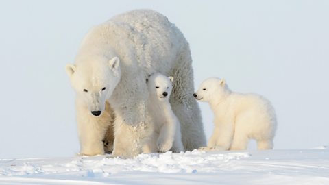 Polar bear mother with two cubs