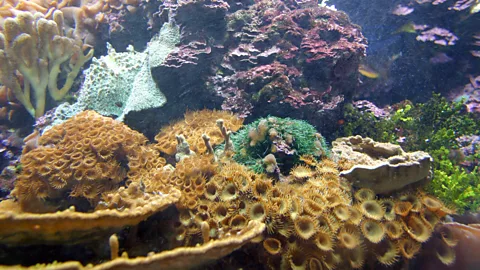 In Our Time, In Our Time, Corals