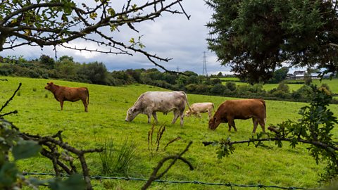 Field of green pasture on the side of a hill with four cattle grazing on it, Belfast