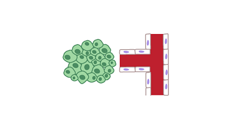 The chemicals stimulate the blood vessels to grow, and they grow around the tumour