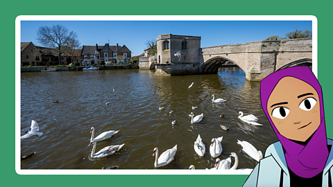 Swans swimming below a bridge