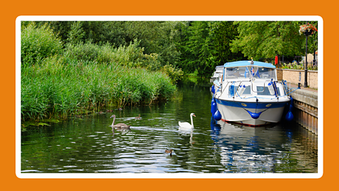 Ducks and swan on a river beside a boat