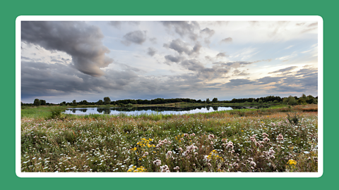 A wetland environment surrounded by wild flowers