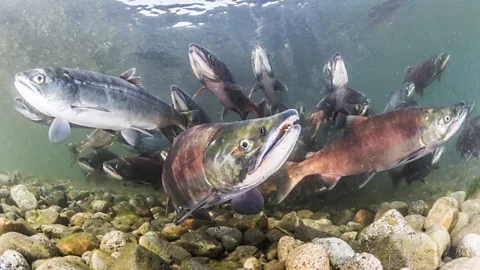 The Documentary Podcast, Salmon wars