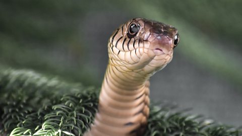 Decoding Snake Venoms - Wildlife SOS