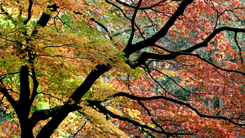 Costing the Earth, Costing the Earth, Seeing the Wood for the Trees