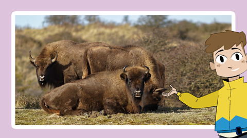 Some wild bison resting