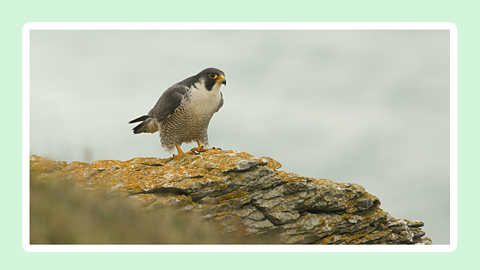 A peregrine on a cliff top