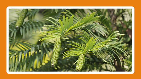 the leaves of a wollemi pine