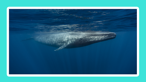 A blue whale at sea