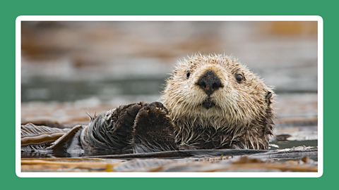 A sea otter floating beside some kelp