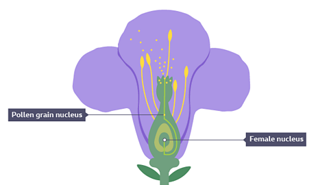 cross section of a flower with pollen grain nucleus and female nucleus labelled