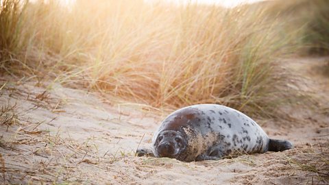 A seal resting on the beach.