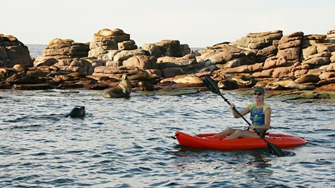 A person in a kayak on the water, with seals on the rocks in the background.