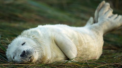 A seal pup, alone.