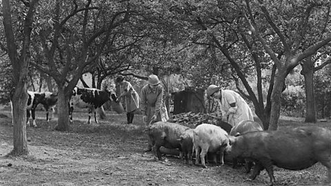 Members of the Women's Land Army feeding pigs and calves.