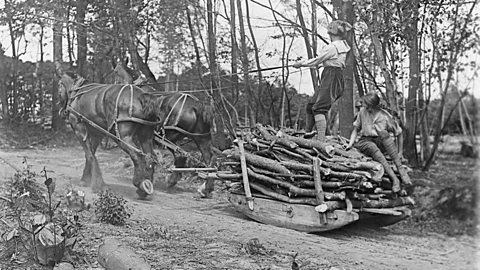 Members of the Women's Land Army Forestry Corps drive a horse-drawn sleigh to transport wood.