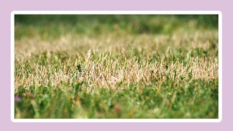 A photo of dried out brown grass