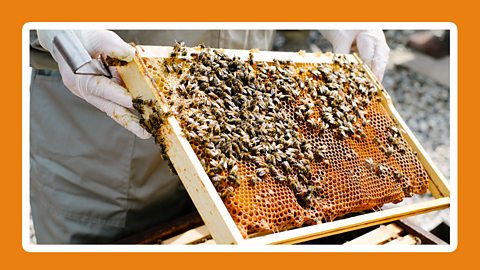 A beekeepers holds up a rack from a beehive, with bees gathered on it