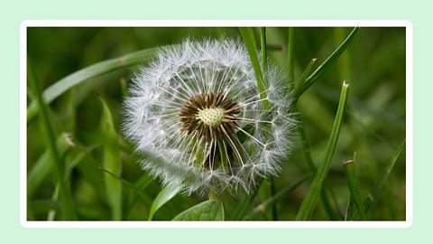 A dandilion head showing the seeds