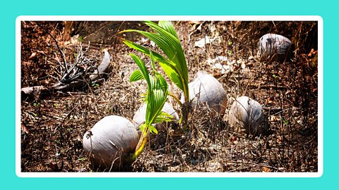 A coconut sprouting a new shoot