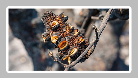 A scorched banksia seed pod